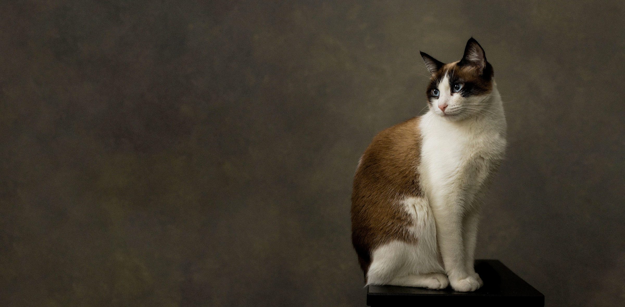 Alimentation du chat stérilisé : le guide complet pour bien le nourrir alimentation du chat stérilisé