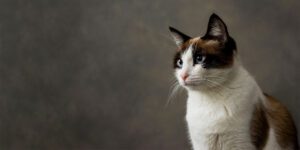 Le blog de Bubi Nature alimentation du chat stérilisé