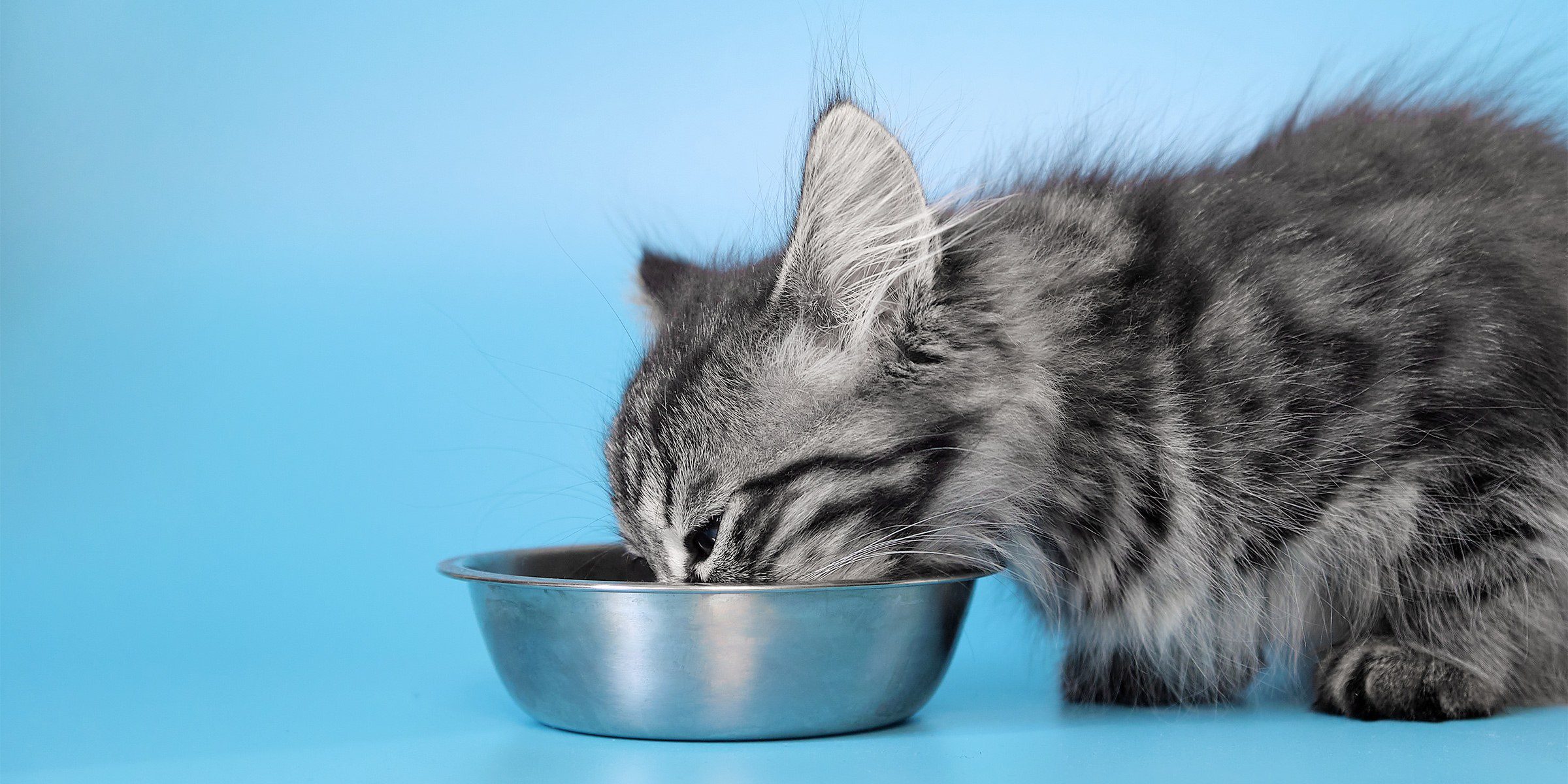 Chaton qui découvre un filet pour sa première alimentation solide