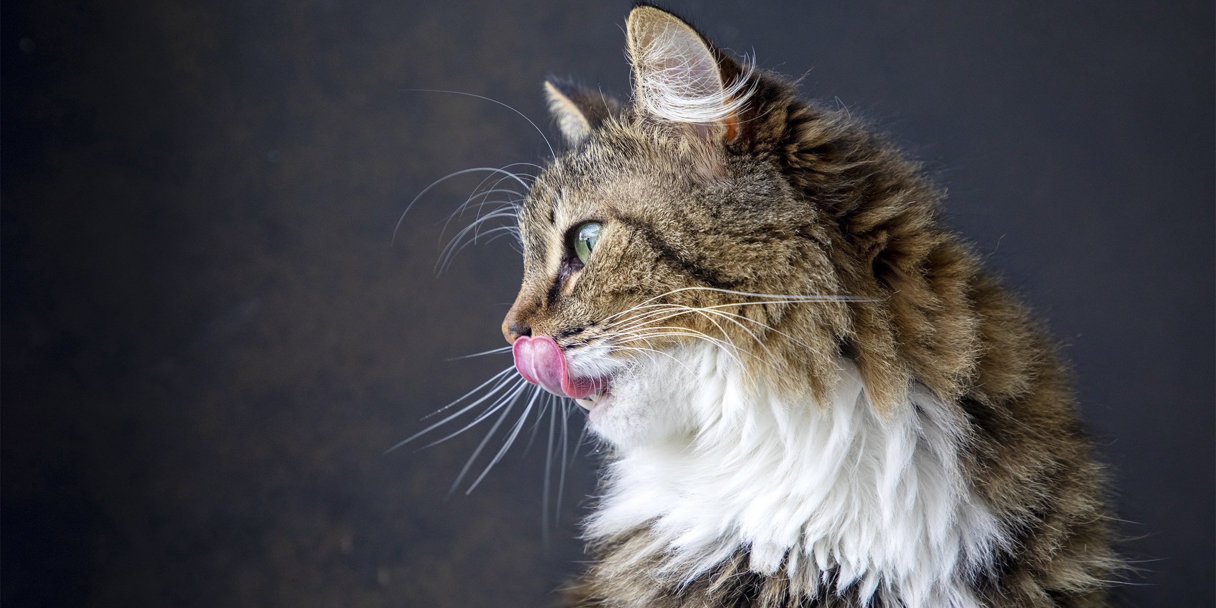 Chat au beau pelage à côté de sa gamelle Care Beauty thon et crevettes