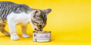Le blog de Bubi Nature filet complet pour chat