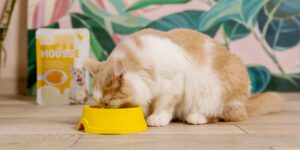 Le blog de Bubi Nature mousse pour chat