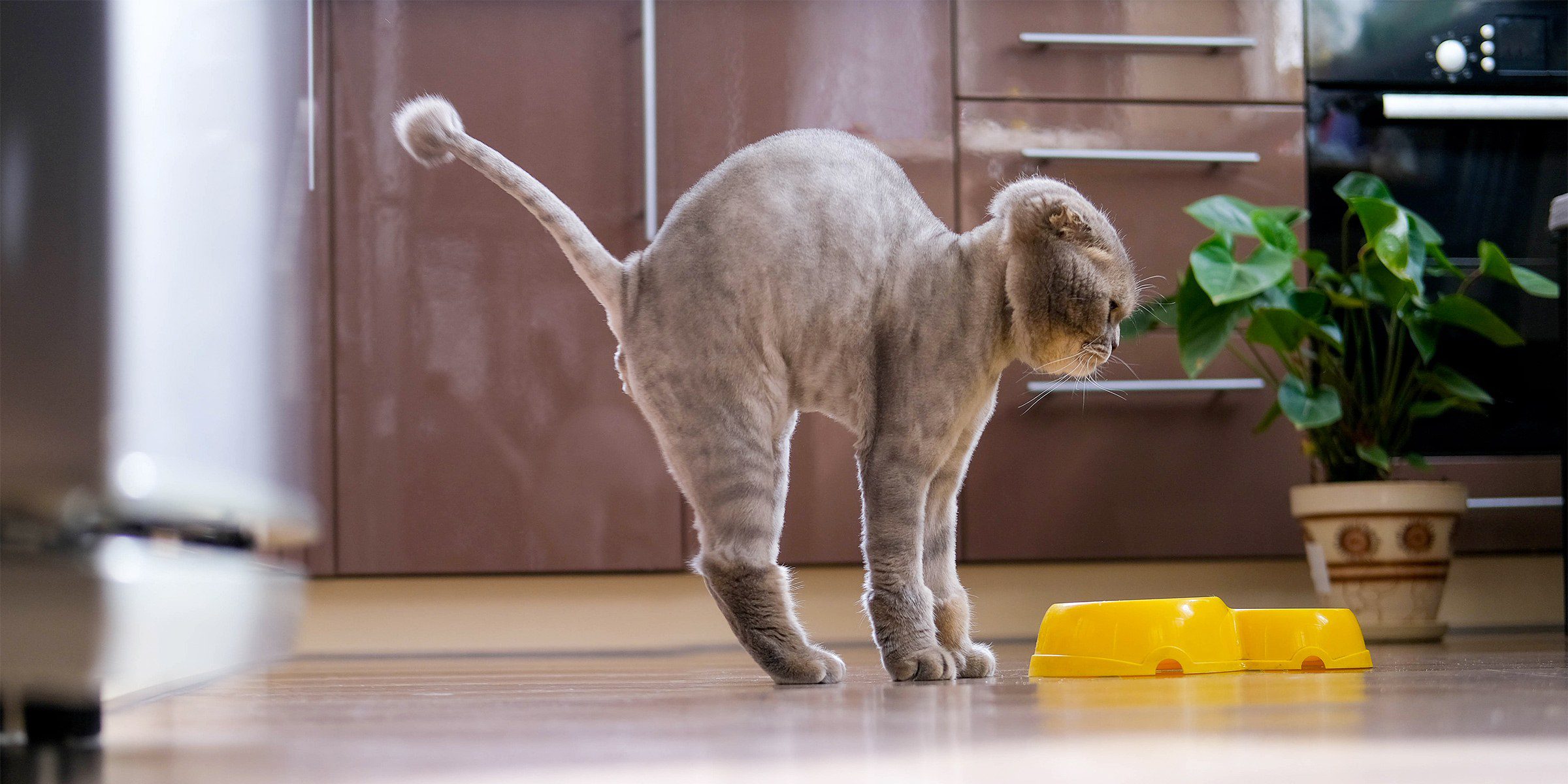 Nourriture pour chat difficile : 5 textures pour lui redonner envie de manger Chat qui goûte une nouvelle texture de pâtée