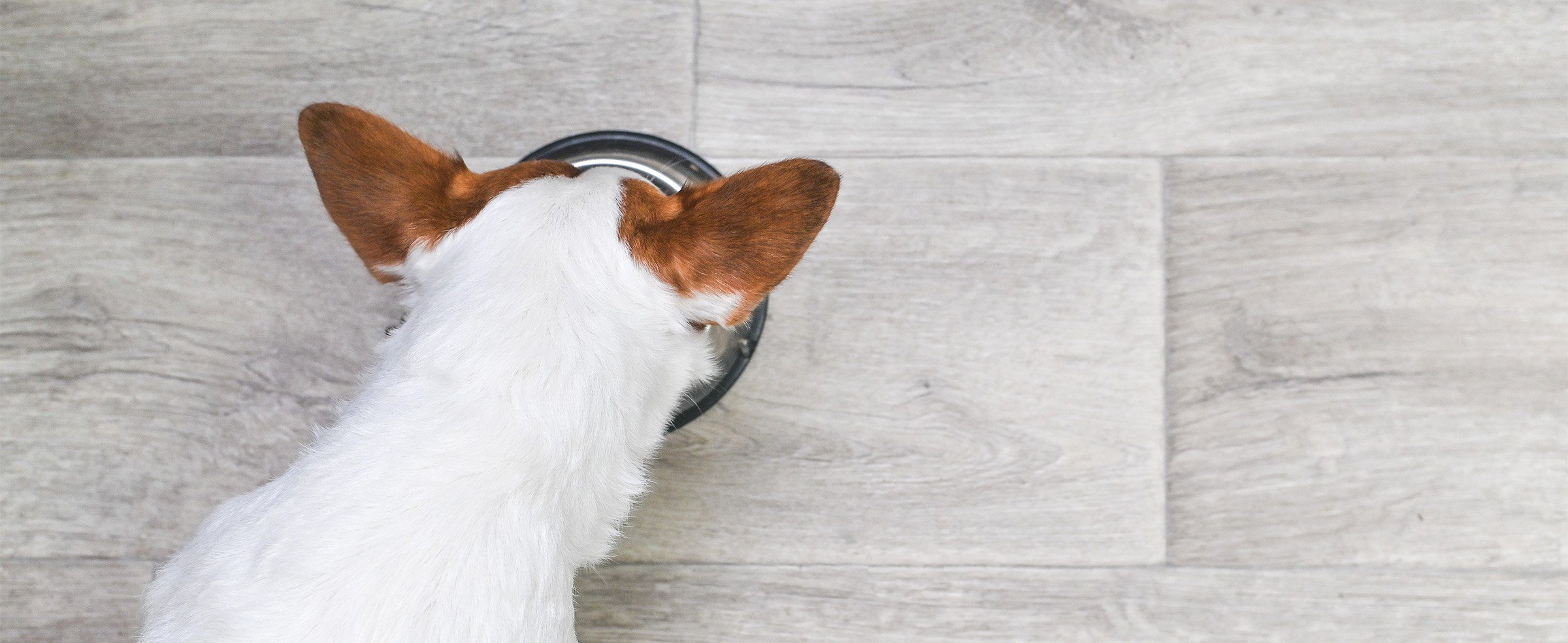 Alimentation humide naturelle pour chien : le guide complet 2026 alimentation humide naturelle chien
