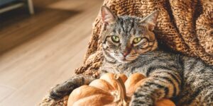 Le blog de Bubi Nature potiron chat transit