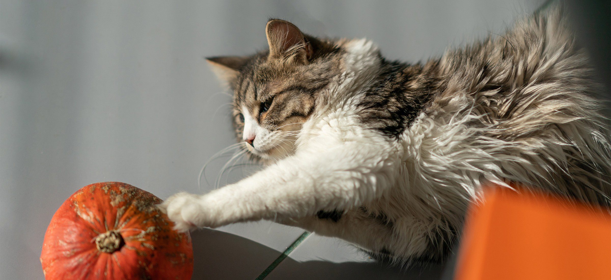 Le potiron dans les filets pour chat : un coup de pouce naturel au transit potiron chat transit