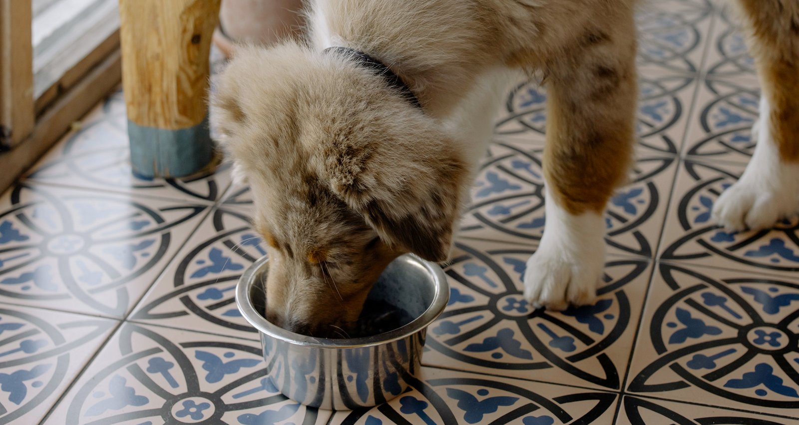 transition croquettes vers pâtée