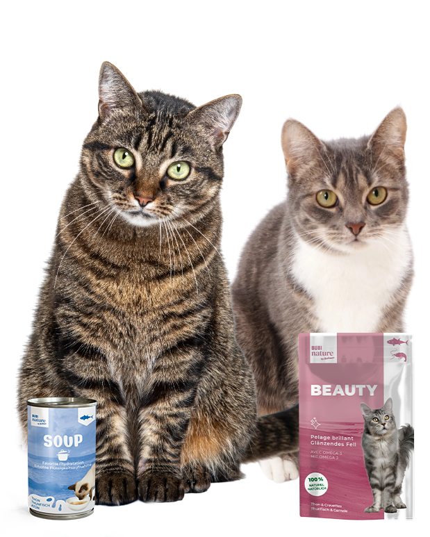 alimentation pour chat