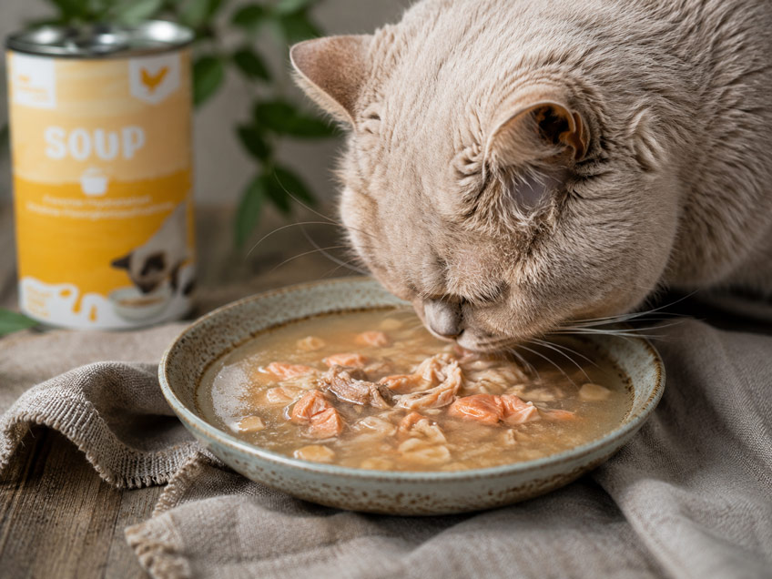 soupe pour chat