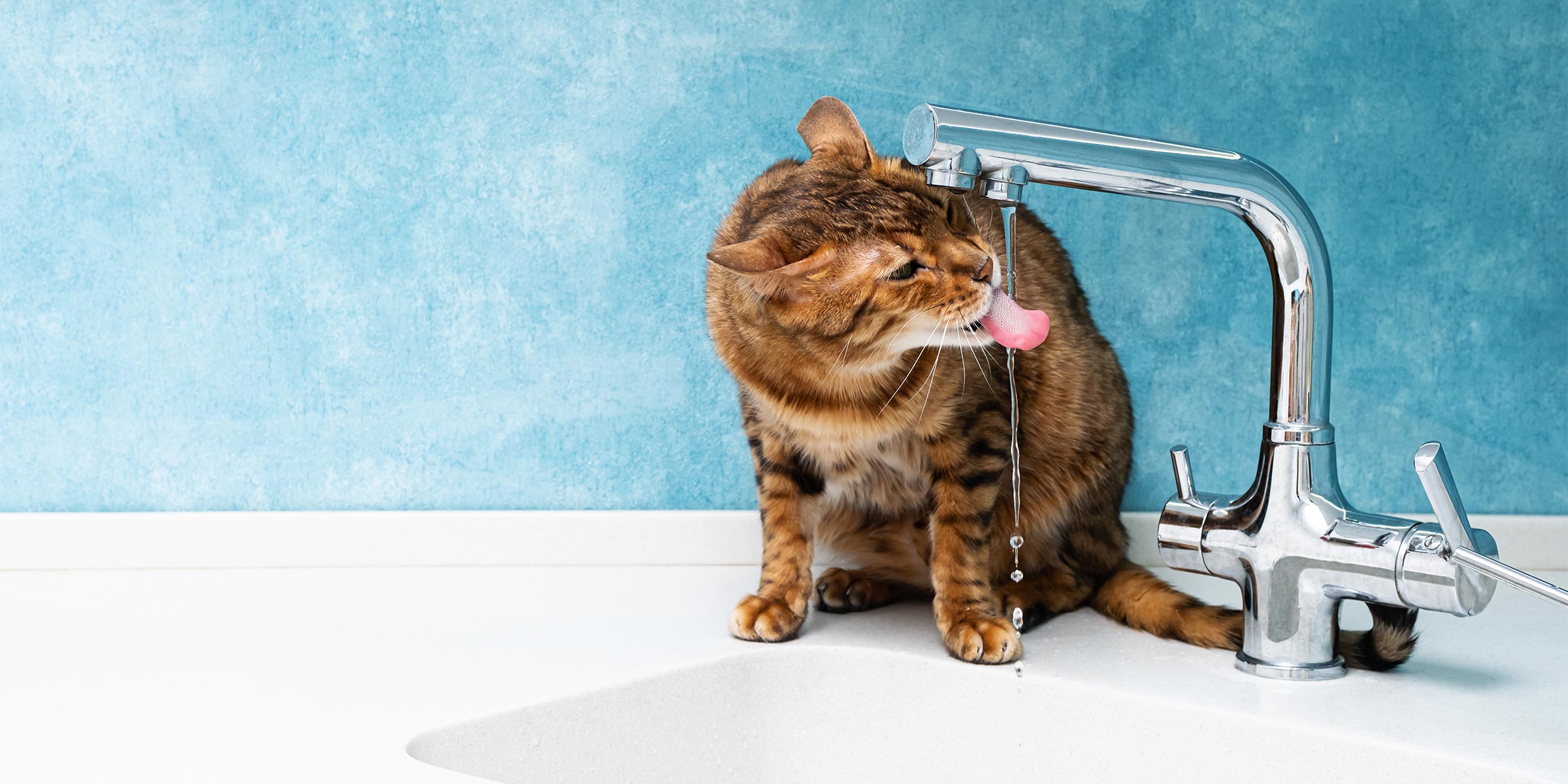 alimentation humide pour chat