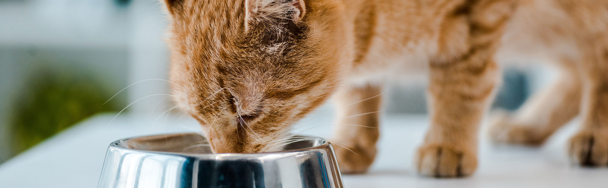 alimentation humide pour chat