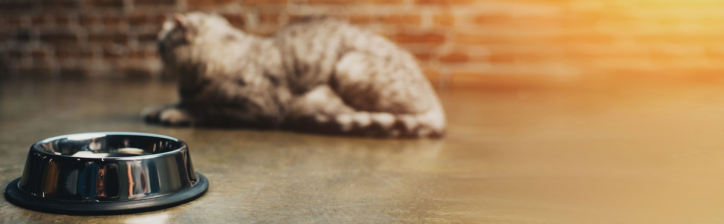 Chat en insuffisance rénale : comment l'alimentation humide naturelle peut aider insuffisance rénale