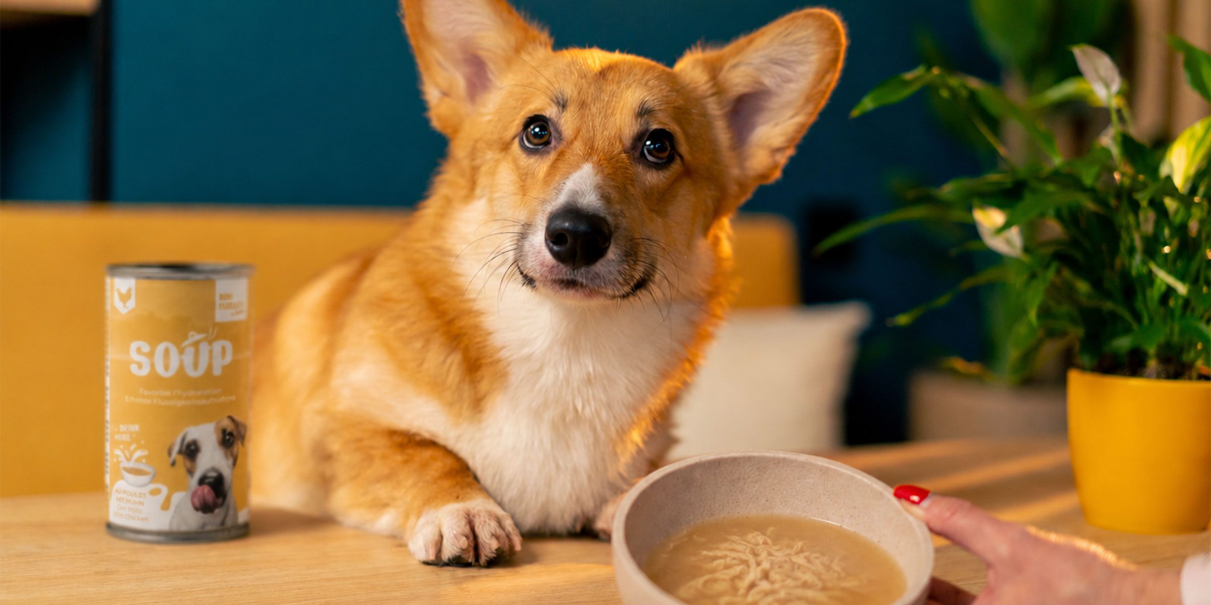 Soupe pour chien
