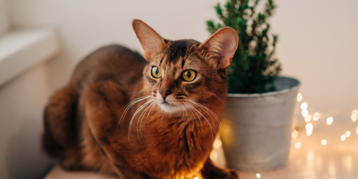 red-cat-somali-breed-at-home-indoors-with-christma-2024-10-16-04-17-13-utc